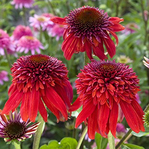 Amazon.co.jp: 【宿根草】エキナセア「エキセントリック・レッド」 5号